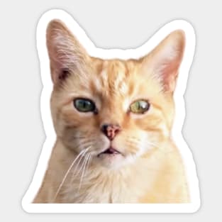 Ginger Cat Head Shot Sticker